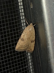 Micrathetis