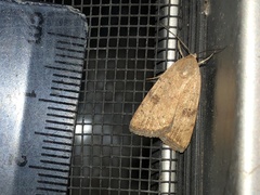 Micrathetis