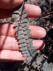 Astrolepis integerrima