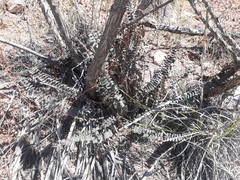 Astrolepis integerrima