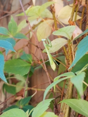 Pseudomantis albofimbriata