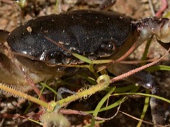 Austrothelphusa transversa