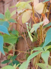 Pseudomantis albofimbriata