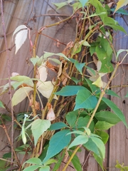 Pseudomantis albofimbriata