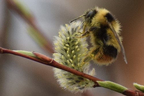 frigid bumble bee (Bombus frigidus), a species recorded in Alaska