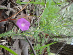 Ipomoea capillacea