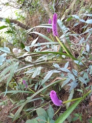 Arpophyllum giganteum