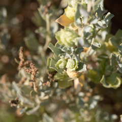 Atriplex vesicaria