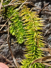 Lycopodiella appressa