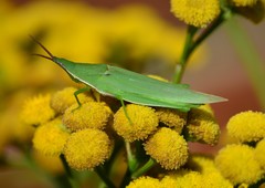 Atractomorpha australis