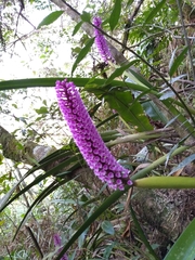 Arpophyllum giganteum
