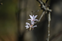 Dendrobium barbatulum