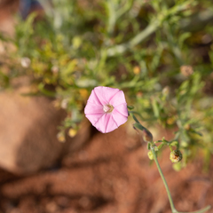 Convolvulus remotus