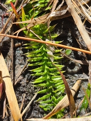 Lycopodiella appressa