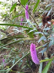 Arpophyllum giganteum