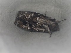 Ectopatria clavigera