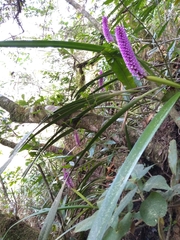 Arpophyllum giganteum
