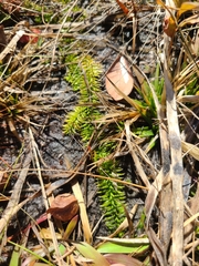 Lycopodiella appressa