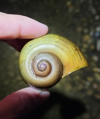 Pomacea paludosa