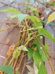 Pseudomantis albofimbriata