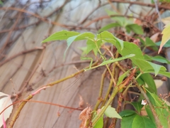 Pseudomantis albofimbriata