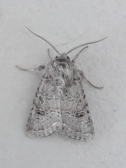 Protorthodes melanopis