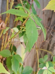 Pseudomantis albofimbriata