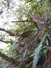 Arpophyllum giganteum