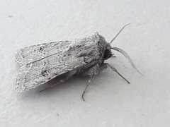 Protorthodes melanopis