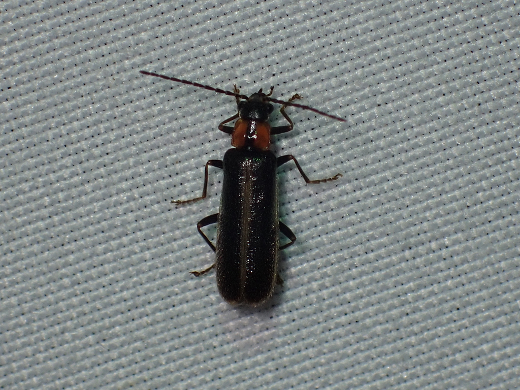Guided Soldier Beetle