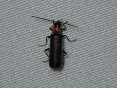 Rhagonycha recta