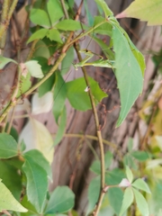 Pseudomantis albofimbriata