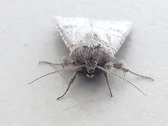 Protorthodes melanopis