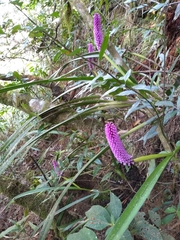 Arpophyllum giganteum