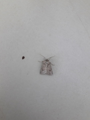 Protorthodes melanopis