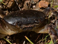 Austrothelphusa transversa