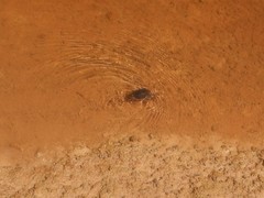 Austrothelphusa transversa