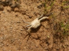 Austrothelphusa transversa