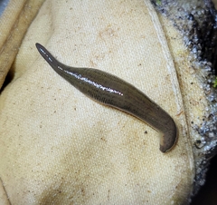 Philobdella floridana