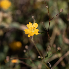 Sida fibulifera
