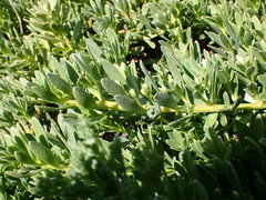 Myoporum parvifolium