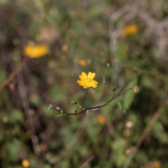Sida fibulifera