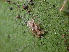 Corythucha incurvata