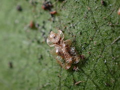 Corythucha incurvata