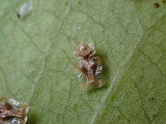 Corythucha incurvata