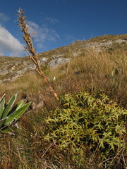Aciphylla hookeri