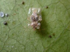 Corythucha incurvata