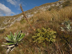 Aciphylla hookeri