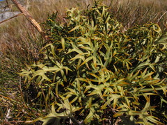 Aciphylla hookeri