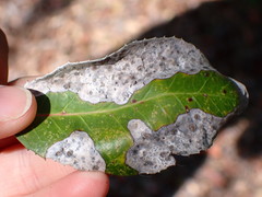 Phyllosticta heteromeles